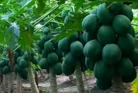 রেড লেডি হাইব্রিড পেঁপে, ১০ বিঘায় বিক্রি ৩০ লক্ষ টাকা!