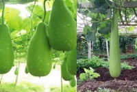 ওজন কমানোর জন্য লাউ সেরা, দূর করে চর্মরোগ