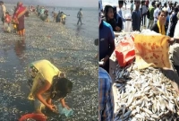 সৈকতজুড়ে মাছ আর মাছ! অনেকেই বস্তা ভর্তি করে ঠেলা গাড়িতে নিয়ে গেছে!