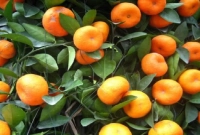 পাহাড়ের পাদদেশে কমলার বাগান, লাভবান চাষিরা!