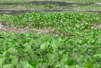 ডোবার পানির নীচ থেকে উঁকি দিচ্ছে, কাছে যেতেই কেঁপে উঠলো বুক!