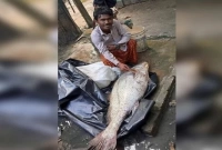 পোপা মাছটির দাম হাঁকান ৩ লাখ ৫০ হাজার টাকা!