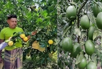 কাগজের ব্যাগ ব্যবহার করে সবুজ মাল্টা চাষে সফল, দ্বিগুণ দামে বিক্রি!