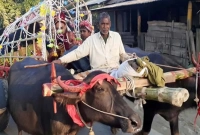 'মহিষের গাড়িতে করে মেয়ের বাড়িতে যাই বিয়ে করতে' 'মহিষের গাড়িতে করে মেয়ের বাড়িতে যাই বিয়ে করতে'