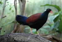 এক বিরল প্রজাতির কবুতরের সন্ধান!