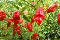 পলিথিন শিট দিয়ে বোম্বাই মরিচ চাষ, লাভ অনেক বেশি!