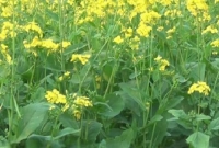 যারা পেলেন বিনামূল্যে বীজ-সার