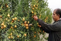 চায়না কমলা চাষ করে রীতিমতো তাক লাগিয়ে দিলেন স্কুলশিক্ষক