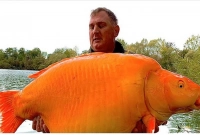 এটি এ যাবৎকালে ধরা পড়া সবচেয়ে বড় গোল্ডফিশ!