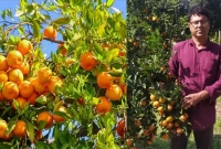 বারি-২ জাতের কমলা চাষ করে সফল উজ্জল