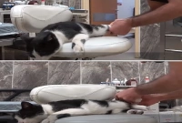 চিকিৎসা নিতে খুঁড়িয়ে খুঁড়িয়ে হাসপাতালে এলো বিড়াল! ভাইরাল ভিডিও