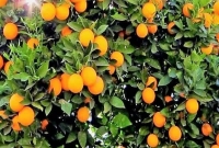 চায়না-থ্রি জাতের কমলা চাষ, ফলন দেখে অবাক হয়েছেন খোদ কৃষি কর্মকর্তারাও