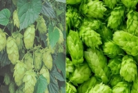 নাম কি বিশ্বের সবচেয়ে দামি সবজির? প্রতি কেজি ৮৫ হাজার টাকা!