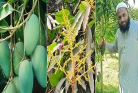  'আমার বাগানে একই গাছে আম পাকছে, গুটি আম আছে আবার মুকুলও ধরছে'