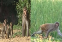 খাবারের অভাবে ফসলি ক্ষেতে বানরের পাল! লাঠি হাতে পাহাড়ায় কৃষক