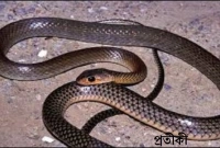 গাছ থেকে হাসপাতালের কোয়ার্টারে লাফিয়ে পড়ল সাপ, অতপর... গাছ থেকে হাসপাতালের কোয়ার্টারে লাফিয়ে পড়ল সাপ, অতপর...