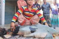 এত বড় বাগাড় মাছটি দেখতে মানুষের ভিড়! ৫৮ হাজার টাকায় বিক্রি