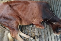 অস্ত্রোপচারের পর গরুটির পেট থেকে যা উদ্ধার! বিস্মিত চিকিৎসকরাও