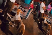 ক্ষুদার জ্বালায় পা ধরে খাওয়ার আবদার, কুকুরের মর্মস্পর্শী ভিডিও