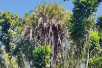 বিচিত্র সৃষ্টি, এক খেজুরগাছের ২২ মাথা!