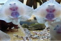 কোন প্রাণী জন্ম থেকে মৃত্যু পর্যন্ত একবারও চোখ বন্ধ করে না?