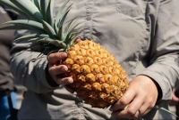 যারা সতর্ক থাকবেন আনারস খাওয়ায়