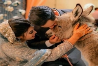 বোকামির পরিচয় দিলে 'গাধা' বলা হয় কেন