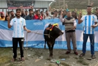 কেনা হলো গরু, এতিম অসহায়দের জন্য খাবারের আয়োজন আর্জেন্টিনা সমর্থকদের!