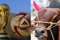 গরু জবাই করে ভূরিভোজের আয়োজন আর্জেন্টিনা সমর্থকদের