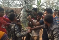 নড়াইলে ধরা পড়েছে বিশাল এক ঘড়িয়াল!