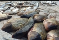 মাত্র চার ঘণ্টায় প্রতিদিন ৩ কোটি টাকার মাছ বিক্রি হয় এই বাজারে