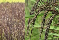 'ব্ল্যাক রাইস' (কালো ধান) চাষ করে তাক লাগিয়েছেন কৃষক আবদুর রহমান