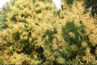 গাছে গাছে আগাম আমের মুকুল, উপজেলা জুড়ে বাতাসে মিষ্টি গন্ধ