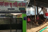 ২০টি ডিম দিয়ে শুরু, এখন মাসে আয় তিন লাখ টাকা!