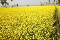 ‘সাথী’ পদ্ধতির ফলে দুই ফসলি জমি এখন তিন ফসলিতে