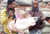 রাজবাড়ী গোয়ালন্দে জেলের জালে ধরা পড়ল বিশাল এক বাঘাইড় মাছ রাজবাড়ী গোয়ালন্দে জেলের জালে ধরা পড়ল বিশাল এক বাঘাইড় মাছ