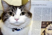 এই বিড়ালের কেরামতি জানলে অবাক হবেন!