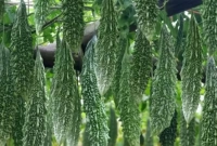 যেভাবে করলা চাষে হবে বাম্পার ফলন