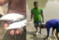 লক্ষ্মীপুরের কমলনগরে পুকুরে ধরা পড়েছে ইলিশ!