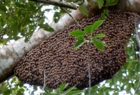 বিশ্বে প্রথম মৌমাছির জন্য টিকা অনুমোদন দিল যুক্তরাষ্ট্র