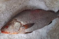 ২৩ কেজি ওজনের এক মাছের দাম ৮ লাখ টাকা!