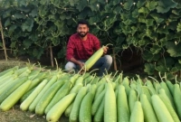 লেখাপড়ার পাশাপাশি সবজি আবাদ! মাসে আয় লাখ টাকা