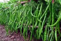 ময়মনসিংহের কাঁচামরিচ রপ্তানি হচ্ছে ইউরোপের বিভিন্ন দেশে