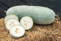 শীতে যারা ভুলেও খাবেন না চালকুমড়ো!