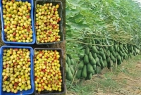 রাজশাহীর বাঘার পেয়ারা-পেঁপে-বরই রপ্তানি হচ্ছে ইতালি ও সুইডেনে