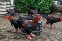 ড্রাগন মুরগি যার প্রতিটির দাম ২ লাখ টাকা!