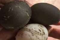 পটুয়াখালীর গলাচিপায় চারটি কালো ডিম পেড়েছে পাতিহাঁস