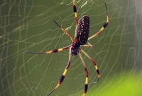  মাকড়সার জাল ঘরে থাকলে কি অভাব-অনটন দেখা দেয়?