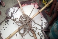 জেলের জালে ধরা পড়লো ১৬০ কেজির বিশাল শাপলাপাতা মাছ