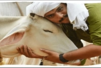 ভালোবাসা দিবসে ‘গরু জড়িয়ে ধরা দিবস’ পালনের আহ্বান